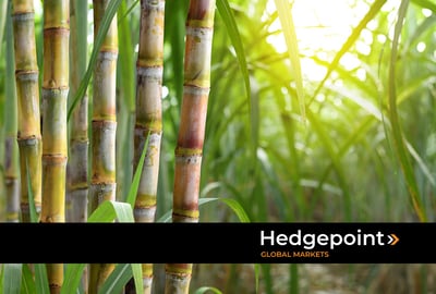Brazil: leading player in the sugar market in 2024?