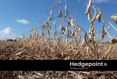Estiagem no Rio Grande do Sul: prejuízos para a agricultura e a economia local