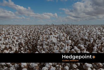 Algodão: uma visão geral do mercado nacional e global