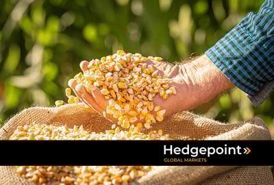 Dia internacional do milho: a importância global dessa commodity