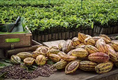 Mercado de cacao: cómo funciona y por qué se ha hecho tan relevante