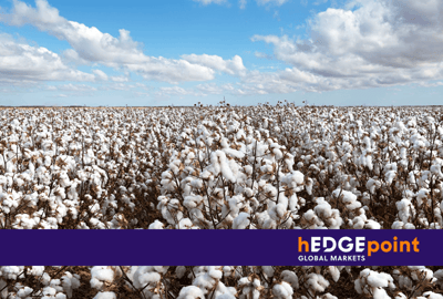 Cotton: A general vision of the national and global markets