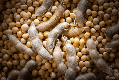 Soy: How you can manage risks in its production and commercialization