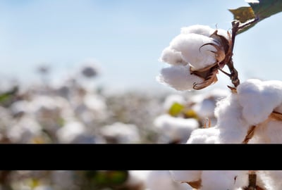 O que esperar da produção global de algodão? Tendências e desafios para os próximos meses