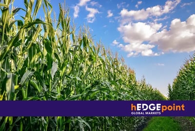What is the scenario for the start of the corn harvest in Brazil?