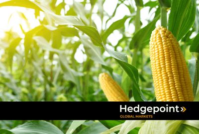 Ciclo do milho: entenda cada etapa e a importância dessa commodity global