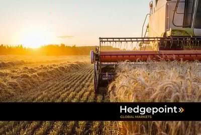 What is the situation with the 24/25 wheat harvest in Brazil and Argentina?