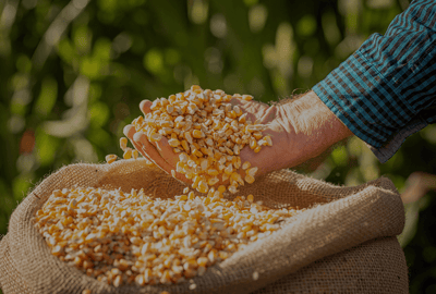 Día internacional del maíz: la importancia mundial de este commodity